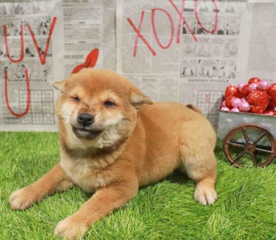 [#26481-03] Red Sesame F Shiba Inu Puppies for Sale