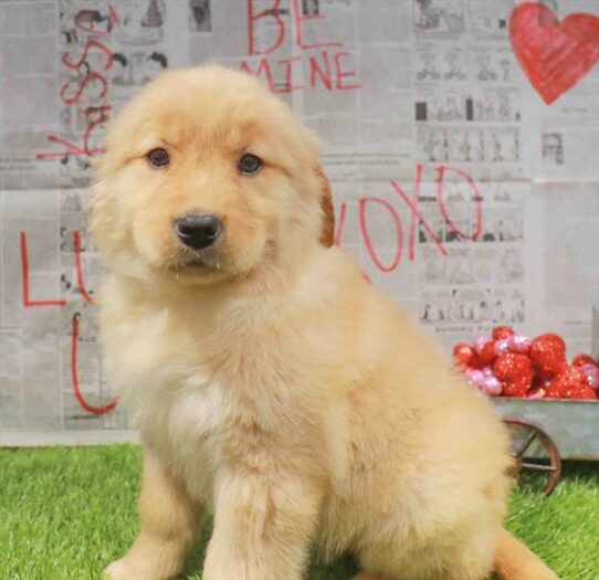 [#26499-08] Golden M Golden Retriever Puppies for Sale