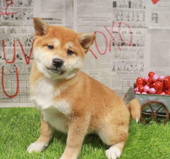 [#26520-03] Red Sesame F Shiba Inu Puppies for Sale
