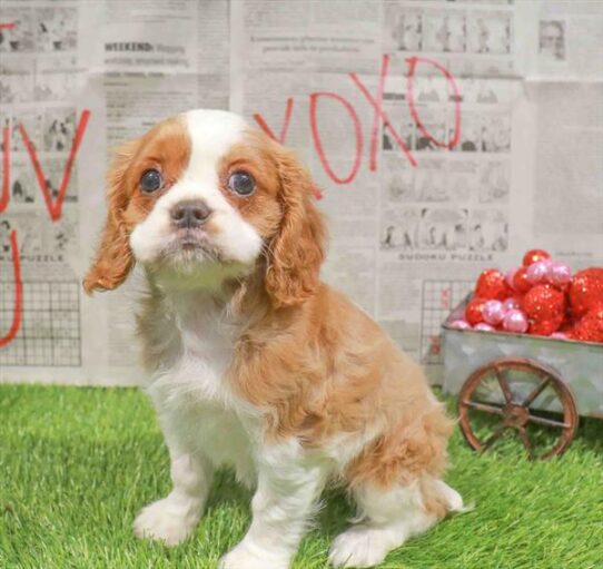 [#26541-02] Blenheim F Cavalier King Charles Spaniel Puppies for Sale