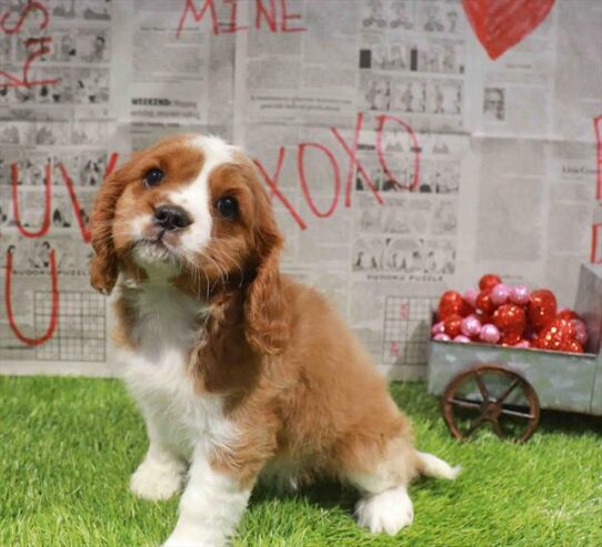 [#26543-04] Blenheim F Cavalier King Charles Spaniel Puppies for Sale