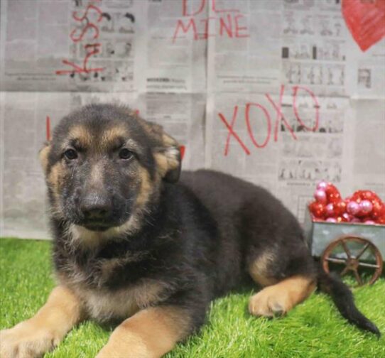 [#26546-02] Black / Tan M German Shepherd Dog Puppies for Sale