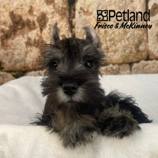 [#253505-02] Black / Silver M Miniature Schnauzer Puppies for Sale