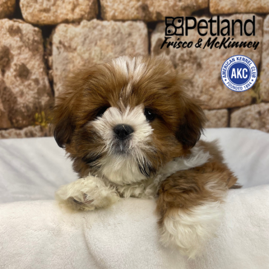 [#M16839] Red Gold F Lhasa Apso Puppies for Sale
