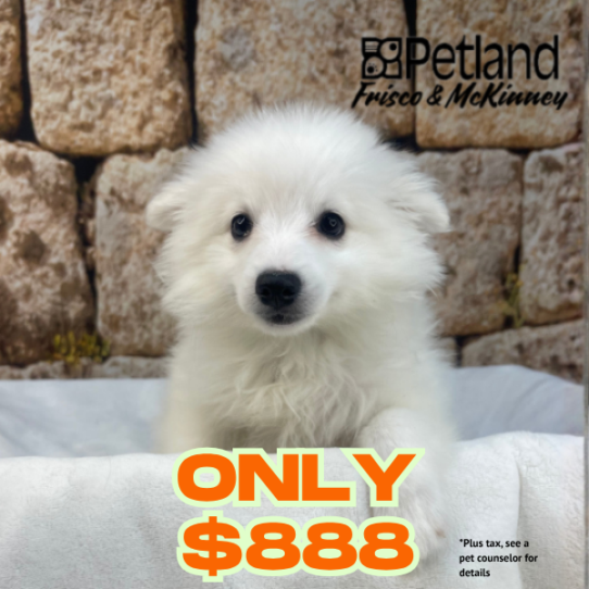 [#M17489] White F American Eskimo Puppies for Sale