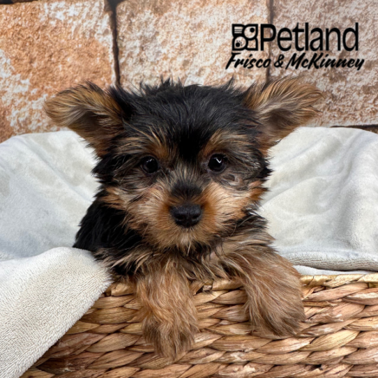 [#N00106] Black and Tan F Yorkshire Terrier Puppies for Sale