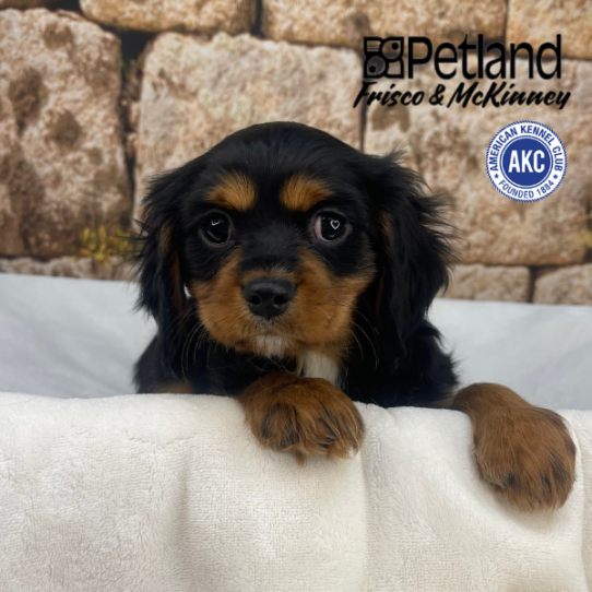 [#26106-02] Black / Tan M Cavalier King Charles Spaniel Puppies for Sale