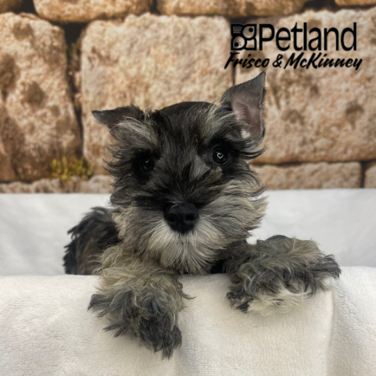 [#26157-02] Salt / Pepper M Miniature Schnauzer Puppies for Sale