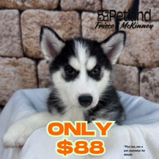 [#25152-05] Black / White F Siberian Husky Puppies for Sale
