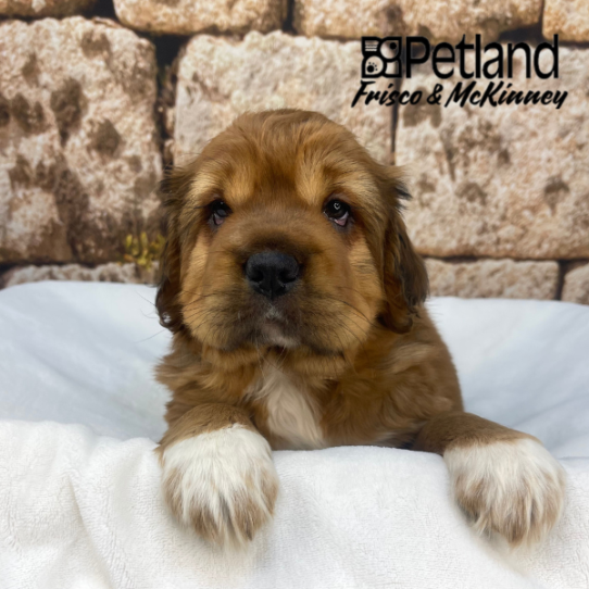 [#26551-03] Red F Hippo Mini Puppies for Sale