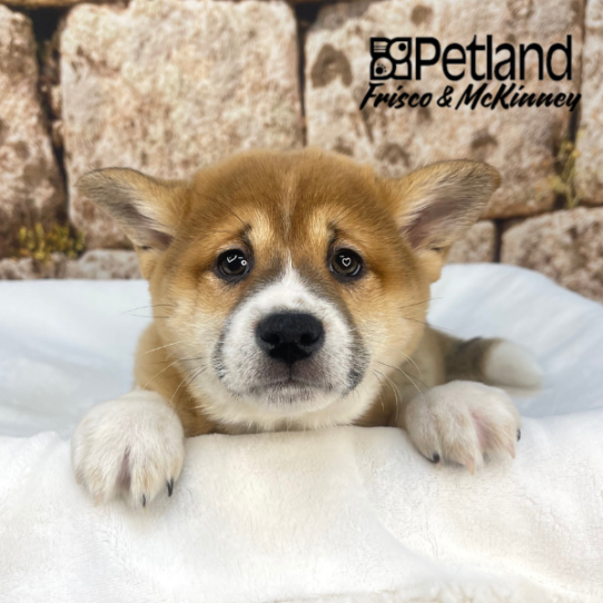 [#26520-01] Red Sesame M Shiba Inu Puppies for Sale