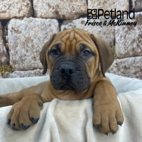 [#26604-02] Red M Bullmastiff Puppies for Sale