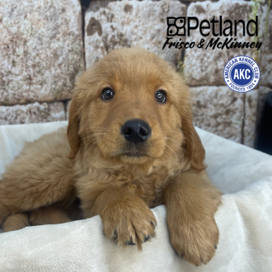 [#26585-04] Golden F Golden Retriever Puppies for Sale