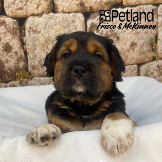 [#26551-01] Black / Tan M Hippo Mini Puppies for Sale