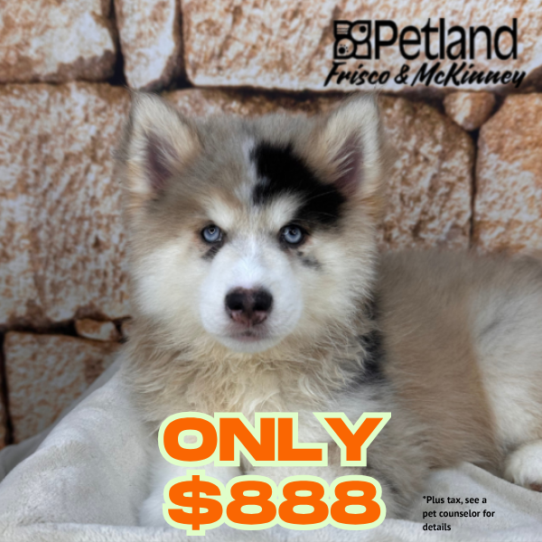 [#2688-03] Chocolate Merle M Pomsky Puppies for Sale