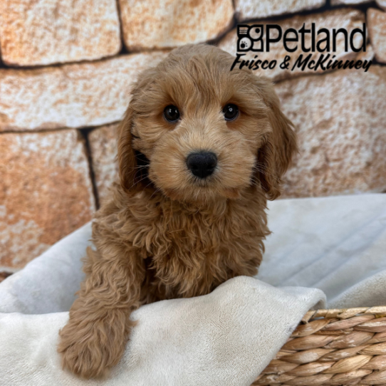[#264-05] Red F Labradoodle Mini 2nd Gen Puppies for Sale