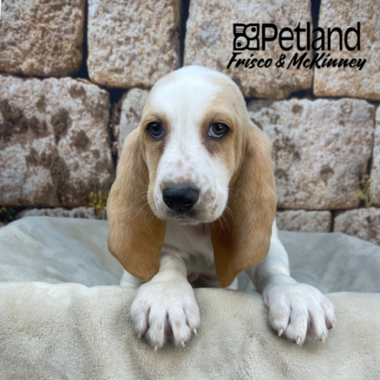 [#M17335] Red and White F Basset Hound Puppies for Sale