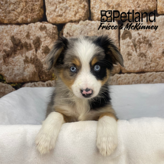 [#26274-07] Blue Merle F Miniature Australian Shepherd Puppies for Sale