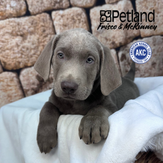 [#261-03] Silver M Labrador Retriever Puppies for Sale