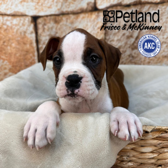 [#2638-02] Fawn / White M Boxer Puppies for Sale