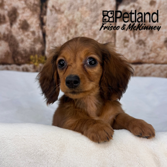 [#2687-04] Red Sable F Dachshund Puppies for Sale