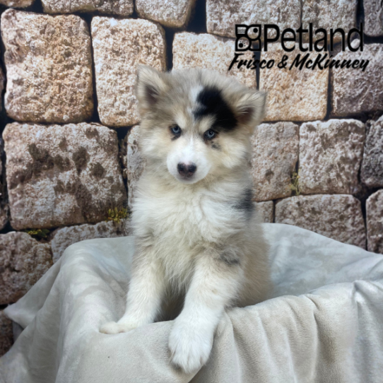 [#2688-03] Chocolate Merle M Pomsky Puppies for Sale