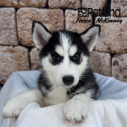 [#25152-05] Black / White F Siberian Husky Puppies for Sale
