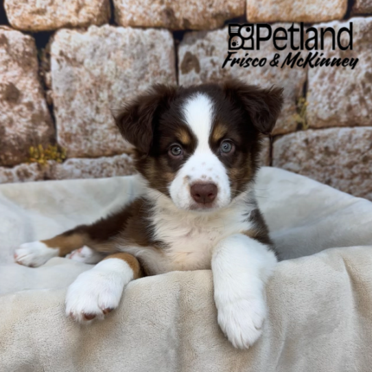 [#M17695] Red F Australian Shepherd Puppies for Sale