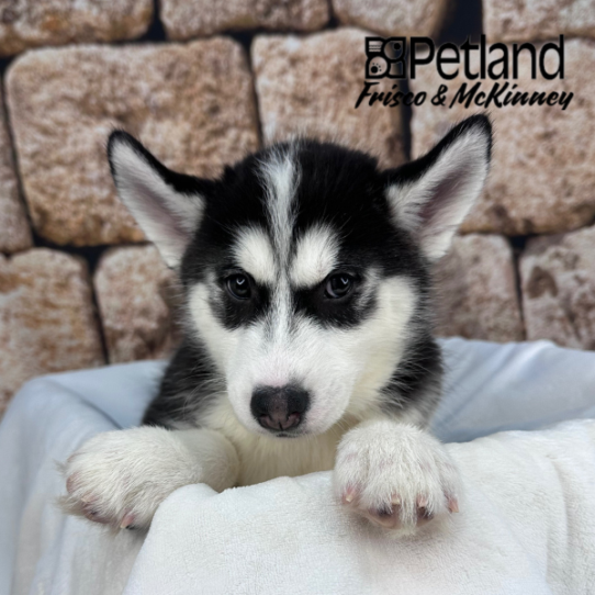 [#25152-03] Black / White F Siberian Husky Puppies for Sale