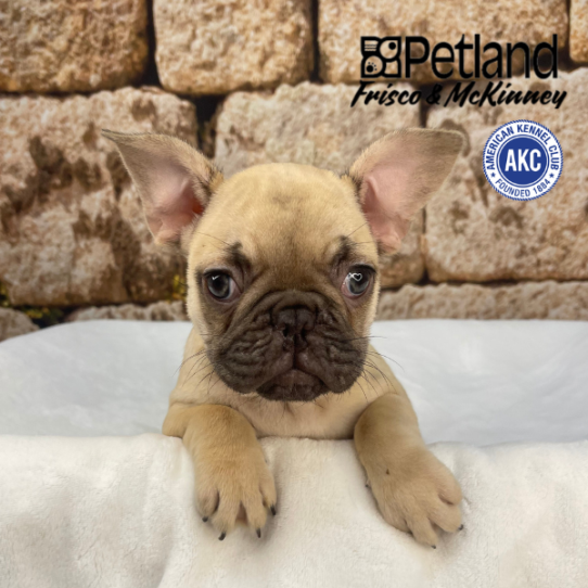 [#2543-02] Fawn M French Bulldog Puppies for Sale