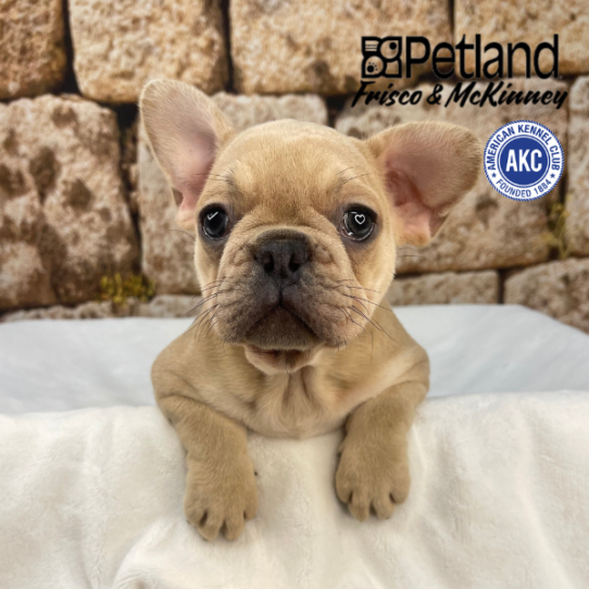 [#2543-01] Blue Fawn M French Bulldog Puppies for Sale