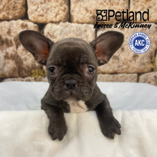 [#2543-06] Blue F French Bulldog Puppies for Sale
