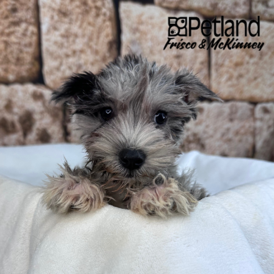 [#25141-06] Blue Merle / White F Miniature Schnauzer Puppies for Sale