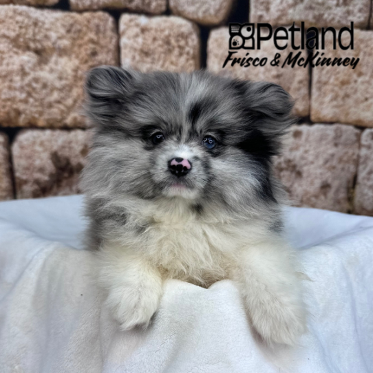 [#2620-03] Blue Merle M Pomeranian Puppies for Sale
