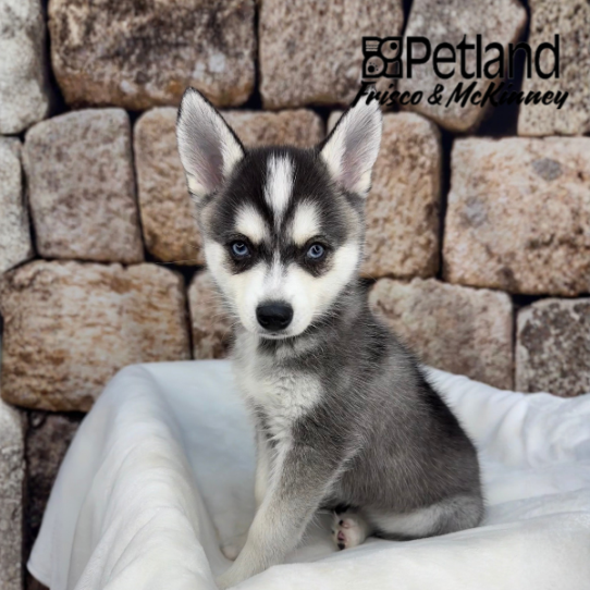 [#2624-01] Black / White M Alaskan Klee Kai Puppies for Sale