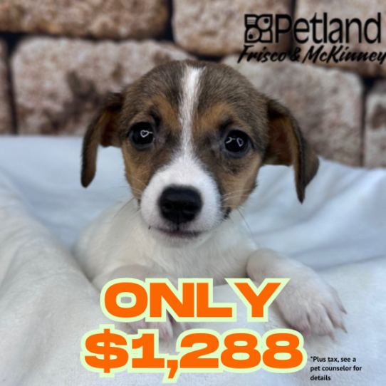 [#2625-02] Red / White M Jack Russell Terrier Puppies for Sale