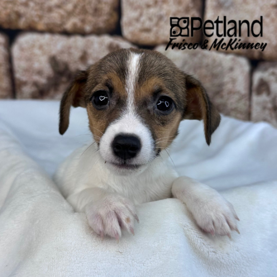 [#2625-02] Red / White M Jack Russell Terrier Puppies for Sale