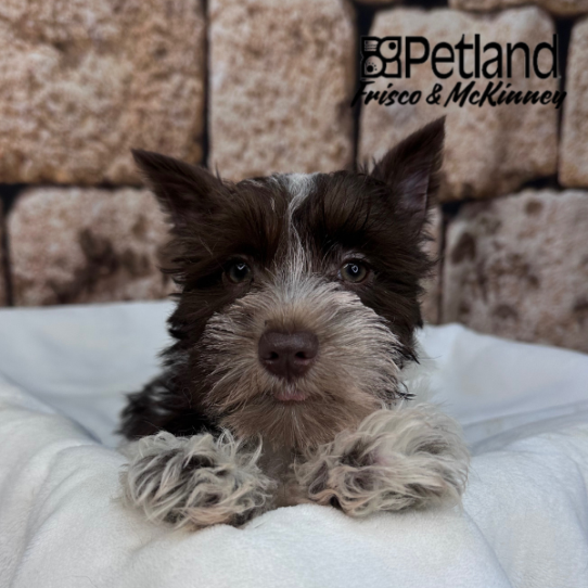 [#2634-01] Chocolate M Miniature Schnauzer Puppies for Sale