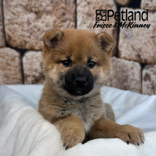 [#2641-02] Red Sesame F Shiba Inu Puppies for Sale