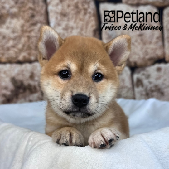 [#2641-03] Red Sesame F Shiba Inu Puppies for Sale