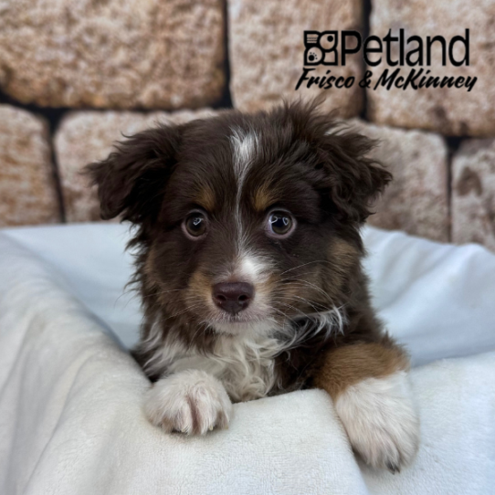 [#2644-01] Chocolate / Tan M Australian Shepherd Puppies for Sale