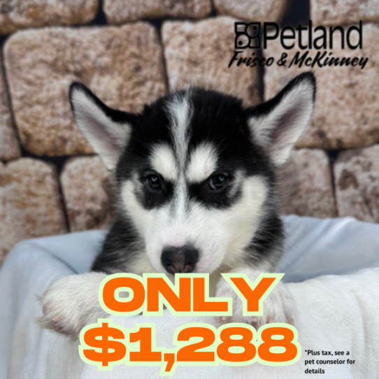[#25152-03] Black / White F Siberian Husky Puppies for Sale