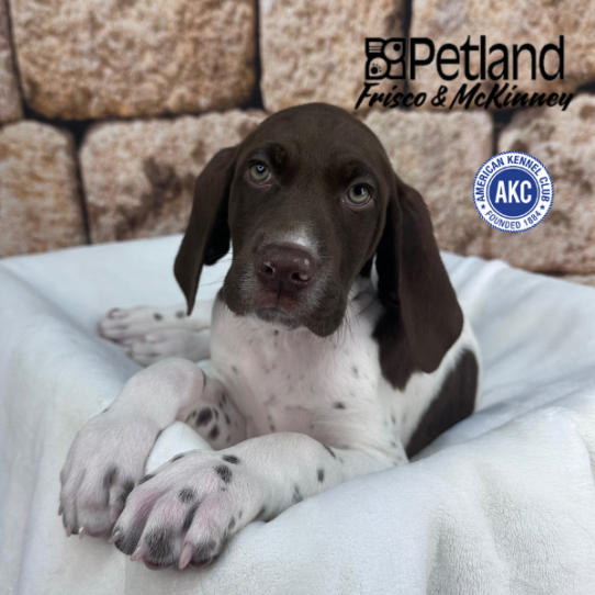 [#263-02] Liver / White M German Shorthaired Pointer Puppies for Sale