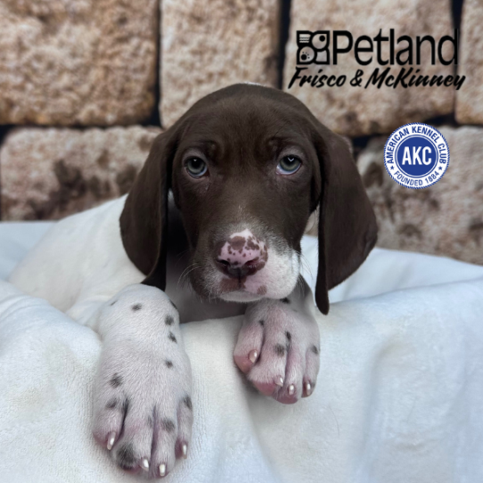 [#263-07] Liver / White F German Shorthaired Pointer Puppies for Sale