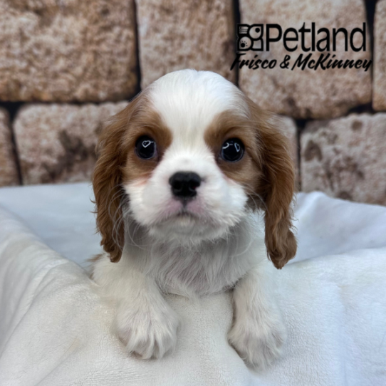 [#2621-02] Blenheim M Cavalier King Charles Spaniel Puppies for Sale