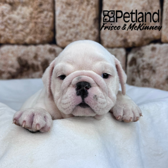 [#2640-01] White F Bulldog Puppies for Sale
