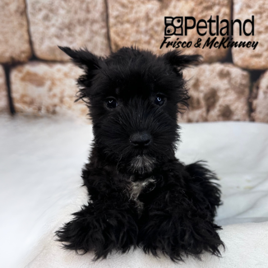 [#25141-02] Black M Miniature Schnauzer Puppies for Sale