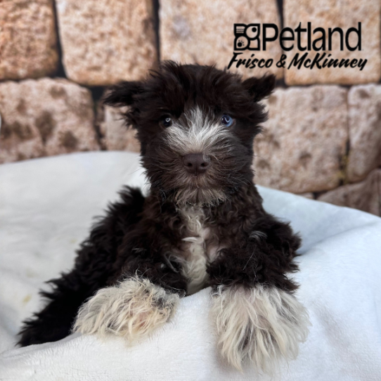 [#25141-03] Chocolate / White M Miniature Schnauzer Puppies for Sale