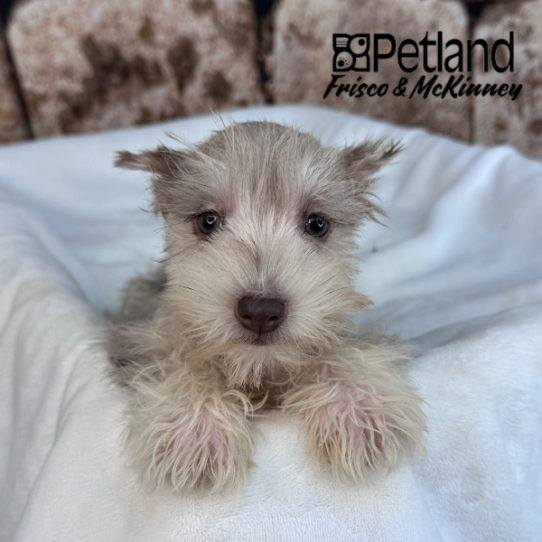 [#25141-07] Chocolate Merle F Miniature Schnauzer Puppies for Sale