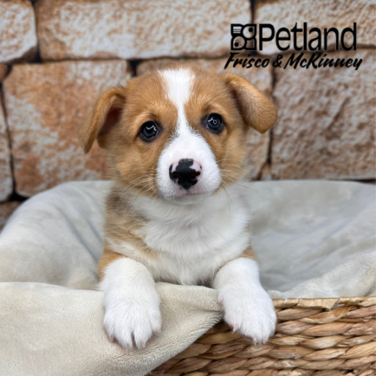[#265-01] Red / White M Pembroke Welsh Corgi Puppies for Sale